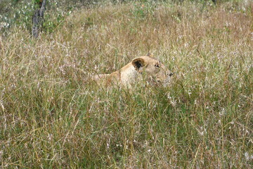 lioness deep in the grass