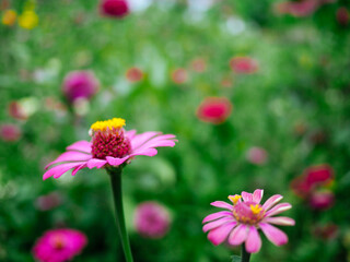 Obraz premium nature in forest