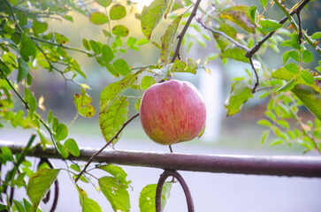 ripe apple on a tree branch, ripe apple,