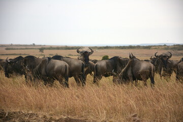 Obraz na płótnie Canvas wildebeest in the savannah