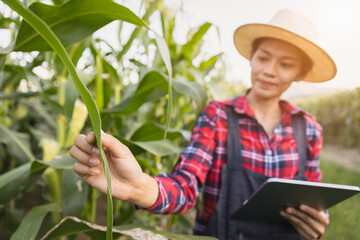 Smart woman farmer agronomist using digital tablet for examining and inspecting quality control of produce corn crop. agricultural technology.