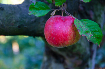 ripe apple on a tree branch, ripe apple,