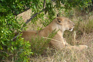 lioness lying 