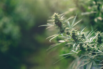  close up of the marijuana farm industry, Background of marijuana trees that are flowering.