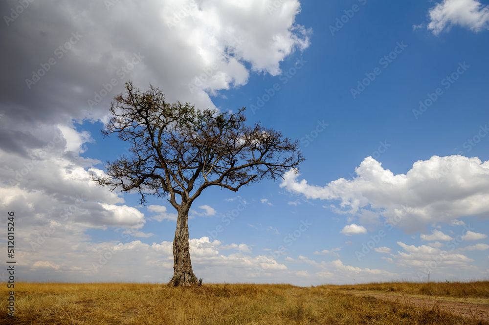 Wall mural Beautiful landscape with Acacia tree in African savannah