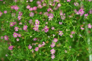 little gypsophila pink  in the pot