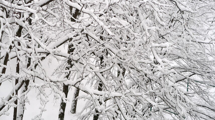 tree branches in the snow