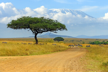 Schöne Landschaft mit Akazienbaum in der afrikanischen Savanne und Zebra auf Kilimanjaro-Hintergrund