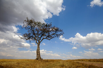 Beautiful landscape with Acacia tree in African savannah