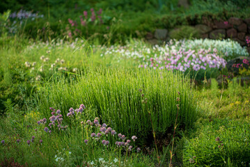 Rock Garden. Colorful and Carefree Landscape