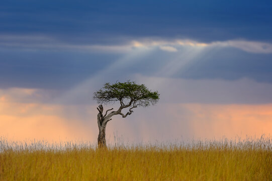 Beautiful landscape with acacia tree in the African savannah on a background of stormy sky