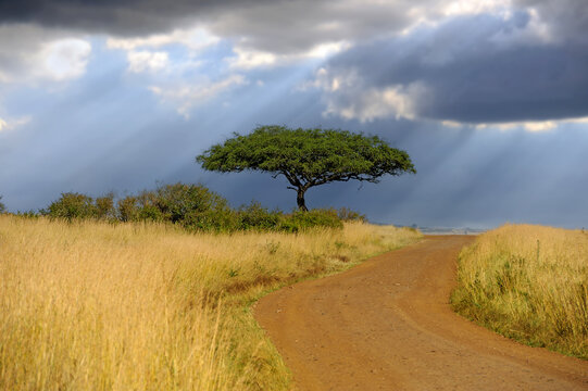 Beautiful landscape with acacia tree and road in the African savannah on a background of stormy sky