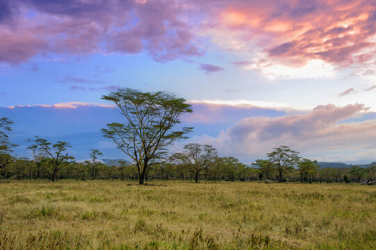 Beautiful landscape with Acacia tree in African savannah