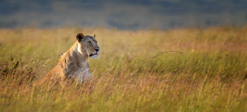 Close lion in National park of Kenya, Africa.