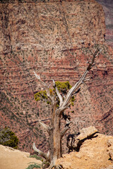 Dead trees surrounding the Grand Canyon in Arizona, USA	