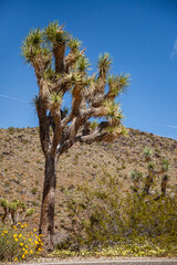 Joshua Tree along the road through the desert in the USA	