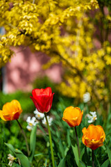 nice tulips in the garden
