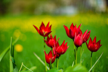 nice tulips in the garden