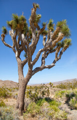 Joshua Tree along the road through the desert in the USA	