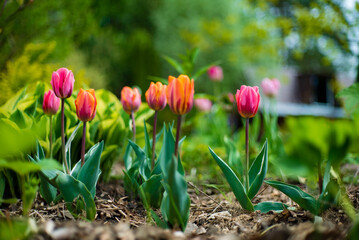nice tulips in the garden