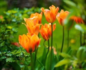 Obraz na płótnie Canvas nice tulips in the garden