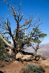Fototapeta na wymiar Dead trees surrounding the Grand Canyon in Arizona, USA 