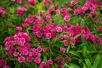 Sweet William in the garden
