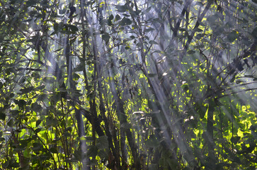 the sun's rays break through the leaves in the morning forest