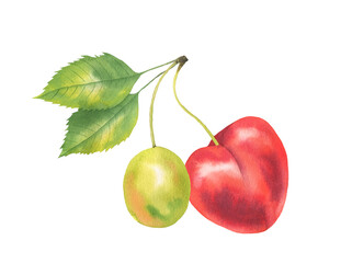Cherry illustration