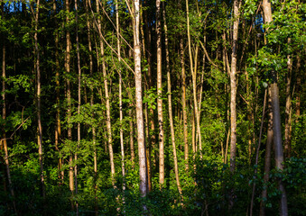 Straight tree trunks in the morning sun