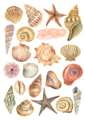 Seashells set