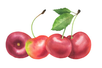 Watercolor Cherry illustration