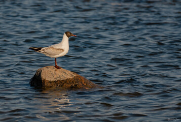 seagull on the water