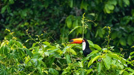 Large toucans in their natural habitat. Taken in the Iguazu Falls on 2022