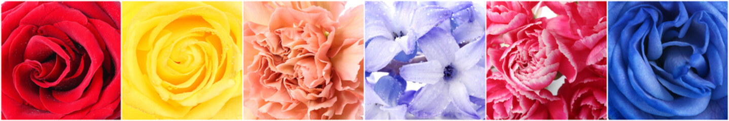 Collage with various beautiful flowers, closeup