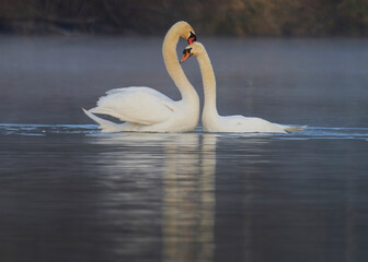 Wildlife photo of two mute swans (Cygnus olor)