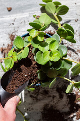 Peperomia tetraphylla, known as acorn or four-leaved peperomia, being planted in a blue pot indoors.