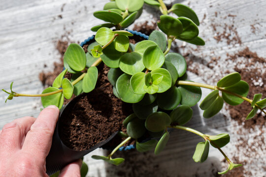 Peperomia tetraphylla, known as acorn or four-leaved peperomia, being planted in a blue pot indoors.