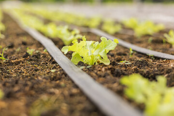 Green oak vegetable plots use a drip system along a hose. It is an applied and integrated vegetable growing in agricultural greenhouses.