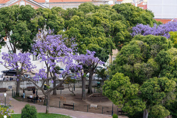Purple jacaranda trees stand out amongst the green forest