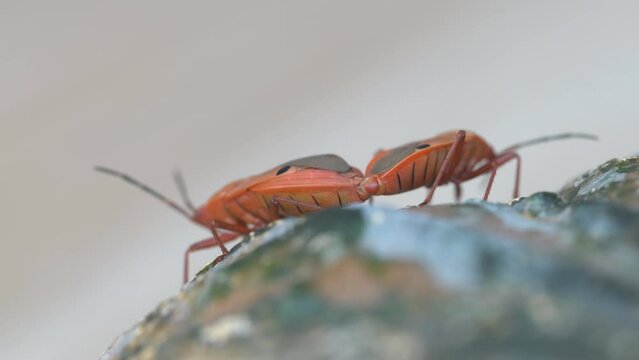 close up of red cotton stainer insect mating in natural environment