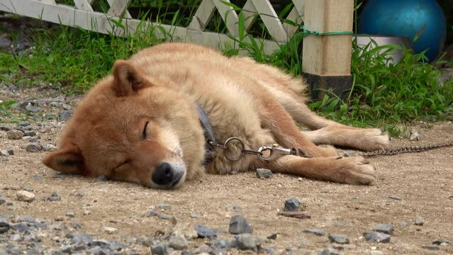 庭で昼寝をする柴犬 4K