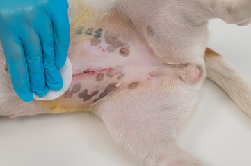 The veterinarian treats the dog's suture after a surgical operation. 