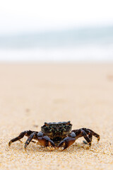 A black crab on a sandy beach with ocean waves in the background