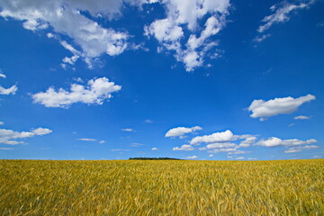 Getreide Getreideernte Essen Lebensmittel Versorgung mit Lebensmittel biologisch nachhaltig sauber sonne sommer  landwirtschaft 