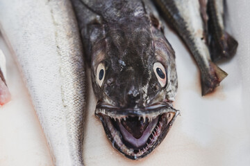 Fresh fish and seafood sit on ice at a fish market in Lisbon