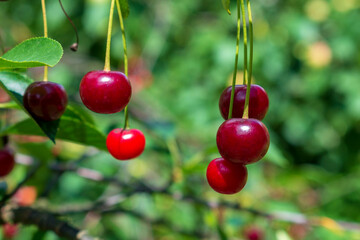 Dark red, orange, yellow and green cherries at different stages of maturity hanging from a green cherry tree in a fruit garden from a polish local farmer on a sunny day in spring or summer