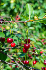 Dark red, orange, yellow and green cherries at different stages of maturity hanging from a green cherry tree in a fruit garden from a polish local farmer on a sunny day in spring or summer