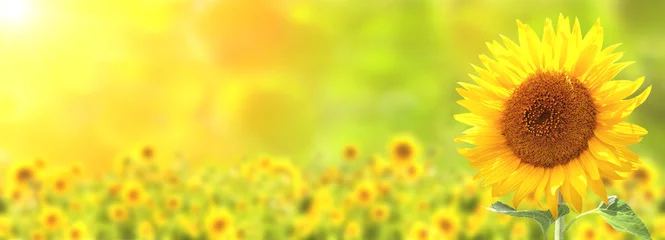 Foto op Plexiglas Sunflower on blurred sunny nature background. Horizontal agriculture summer banner with sunflowers field © frenta