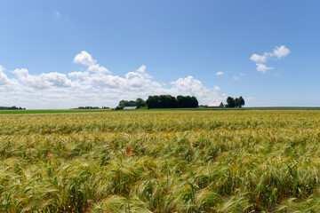 Wheat fields in le Tilleu village. Normandy region